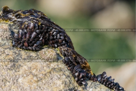 Closeup of mussels on the rocks near the sea, Portugal. Стоковое фото, агентство Ingram Publishing / Фотобанк Лори