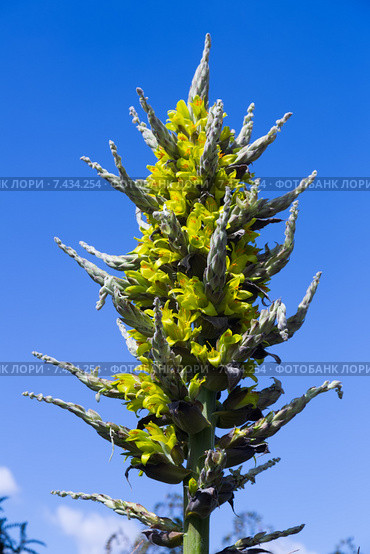 Closeup of Puya chilensis. Стоковое фото, фотограф Яков Филимонов / Фотобанк Лори