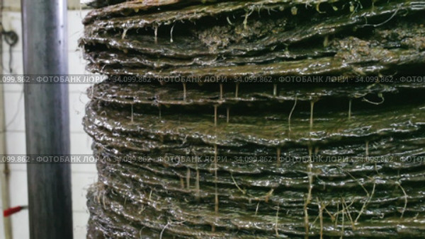 Closeup of stack of fiber mats with grinded olive paste during pressing of olive oil on artisanal factory. Стоковое видео, видеограф Яков Филимонов / Фотобанк Лори