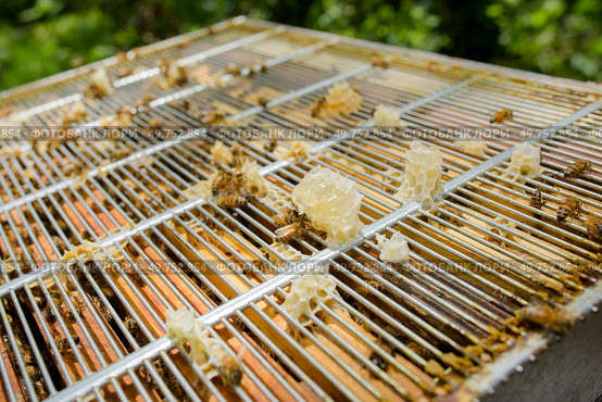 Closeup of top of beehive. Стоковое фото, агентство Ingram Publishing / Фотобанк Лори
