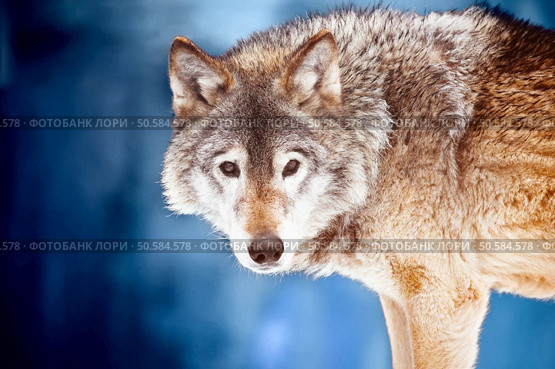 Closeup portrait of a wild wolf. Стоковое фото, агентство Ingram Publishing / Фотобанк Лори