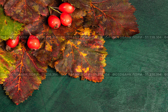 Closeup vibrant autumn leaves with red berries arranged on textured green wooden surface Copy space. Стоковое фото, фотограф Наталья Семкина / Фотобанк Лори