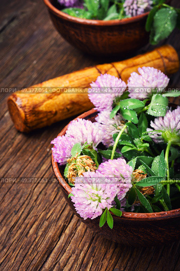 Clover or trefoil flower medicinal herbs.Healing herbs. Healing plant clover. Стоковое фото, агентство Ingram Publishing / Фотобанк Лори