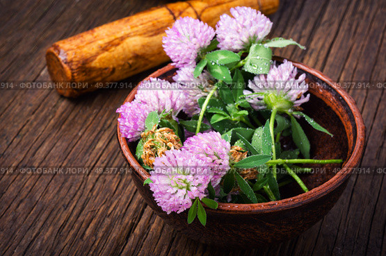 Clover or trefoil flower medicinal herbs.Healing herbs. Healing plant clover. Стоковое фото, агентство Ingram Publishing / Фотобанк Лори