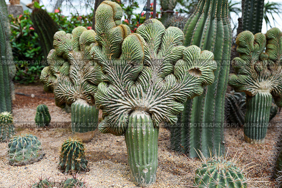Cluster of crested Cereus forbesii cacti with unique fan-shaped growth in desert garden. Exotic cactus variety with striking cristate form. Стоковое фото, фотограф Татьяна Терехина / Фотобанк Лори