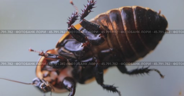 Cockroach crawling on the glass. Lucihormetica is a South American genus of giant cockroaches from the family Blaberidae, collectively referred to as glowspot cockroaches. Стоковое видео, видеограф Андрей Армягов / Фотобанк Лори