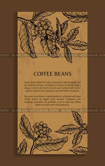 Coffee beans, poster with text sample and headline, plant with leaves and coffee beans sketch banner vector illustration isolated on brown background. Coffee Beans Poster Brown Vector Illustration. Стоковая иллюстрация, агентство Ingram Publishing / Фотобанк Лори