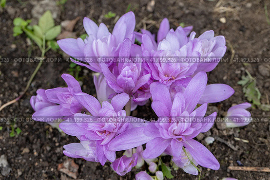 Colchicum Waterlily purple flowers in garden. Стоковое фото, фотограф Ольга Сейфутдинова / Фотобанк Лори