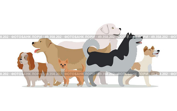 Collection of Different Dogs Isolated on White. Collection of different dogs isolated on white. Husky, Golden retriever, Jack Russell Terrier, Maremma Sheepdog, Chihuahua, Cavalier king charles spaniel breeds. Dog pet shop banner poster. Vector. Стоковая иллюстрация, агентство Ingram Publishing / Фотобанк Лори