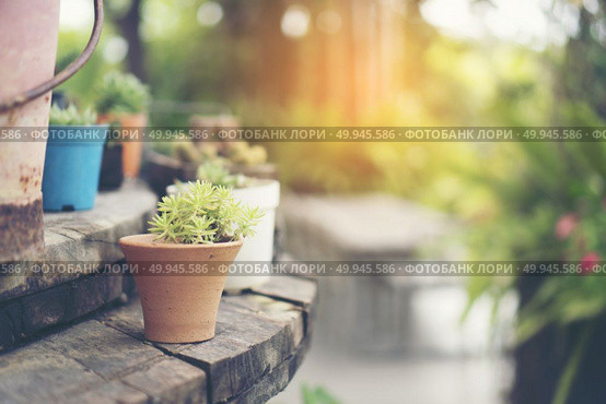 Collection of various cactus and succulent plants in different pots. Potted cactus house plants. Стоковое фото, агентство Ingram Publishing / Фотобанк Лори