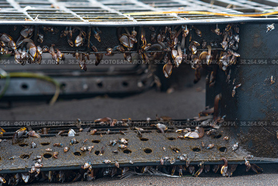 Colony of young  marine organisms, biofouling on floating anthropogenic debris (floating discarded plastic pallet) Стоковое фото, фотограф Евгений Харитонов / Фотобанк Лори
