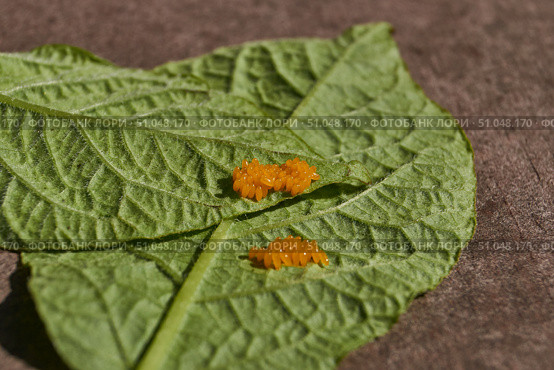 Colorado potato beetle eggs on a potato leaf are a danger to the crop. A close-up of eggs of a Colorado potato beetle on the underside of a leaf. Стоковое фото, фотограф Андрей Жигальцов / Фотобанк Лори