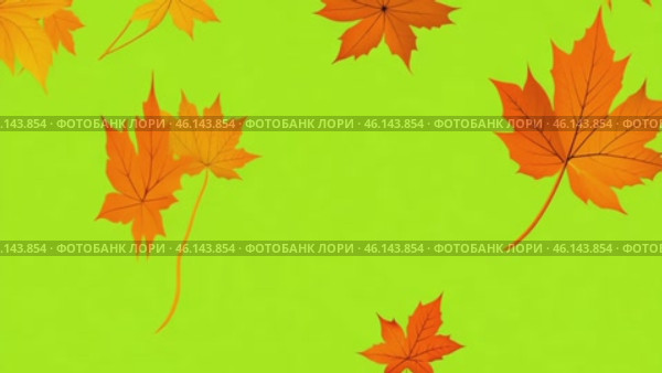 Colorful Autumn leaves falling down on green screen background. Vibrant red orange fall leaves animated green backdrop. Frame Template. Chroma key. Motion graphics. 4K creative video clip for overlay. Стоковое AI-видео, аниматор Марина Демидюк / Фотобанк Лори