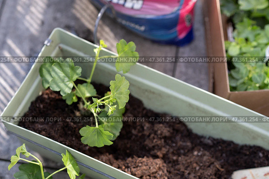 Colorful flower seedlings and garden tools prepared for spring planting outdoors. Стоковое фото, фотограф Гайфуллина Дина / Фотобанк Лори
