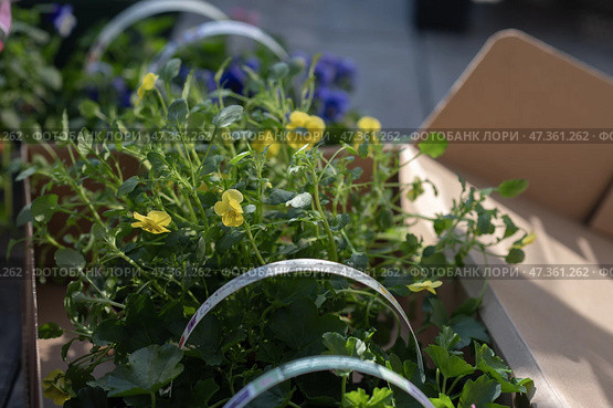 Colorful flower seedlings and garden tools prepared for spring planting outdoors. Стоковое фото, фотограф Гайфуллина Дина / Фотобанк Лори