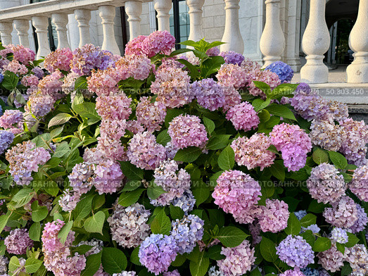 Colorful flowering paniculate hydrangea on a warm summer day. Стоковое фото, фотограф Соболева Наталия / Фотобанк Лори