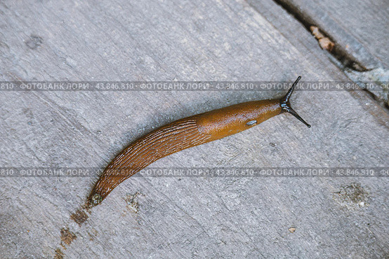 Common brown Spanish slug on wooden surface. Стоковое фото, фотограф Константин Григорьев / Фотобанк Лори