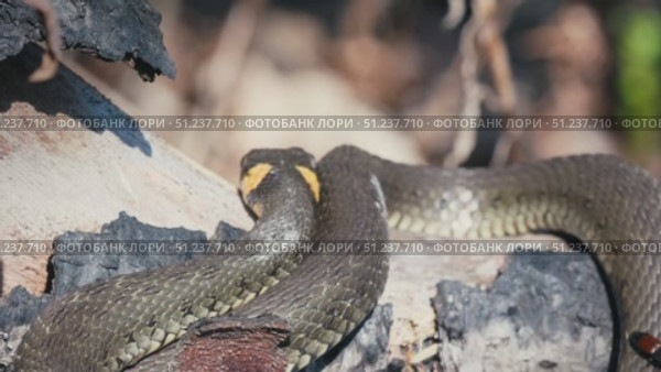 Common Grass Snakes, Natrix natrix, Basking on a Spring Day. Стоковое видео, видеограф Dzmitry Astapkovich / Фотобанк Лори