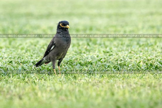 Common myna stands on a green lawn. Стоковое фото, фотограф Екатерина Якименко / Фотобанк Лори