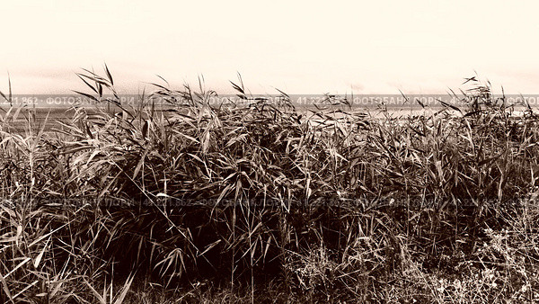 Common reed, or southern reed, Phragmites australis, a tall perennial grass of the genus Reed. Flora of the estuary. Moisture-loving plant. Retro vintage sepia grain film effect. Stormy weather. Стоковое фото, фотограф Юлия Петровская / Фотобанк Лори