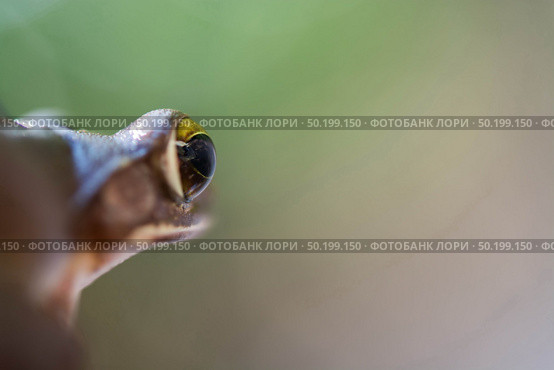 Common tree frog Polypedates leucomystax in terrarium. Стоковое фото, агентство Ingram Publishing / Фотобанк Лори