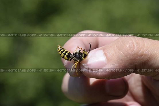 Common wasp on pinched fingers. Стоковое фото, фотограф Леонид Еремейчук / Фотобанк Лори