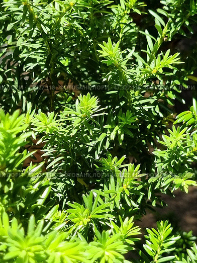 Common yew (Taxus baccata) - an evergreen shrub or tree from the yew family. Стоковое фото, фотограф Анна Кривицкая / Фотобанк Лори