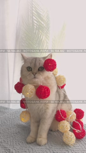 Confused white cat got tangled in an electric garland with white and red balls. Стоковое видео, видеограф Zakharova Natasha / Фотобанк Лори