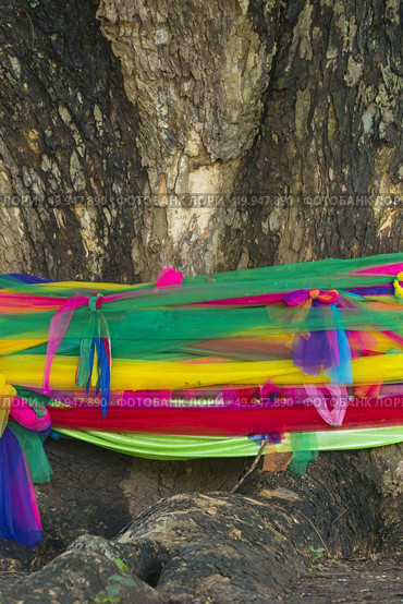 Conservation tree by tree ordination, Thai style. Стоковое фото, агентство Ingram Publishing / Фотобанк Лори