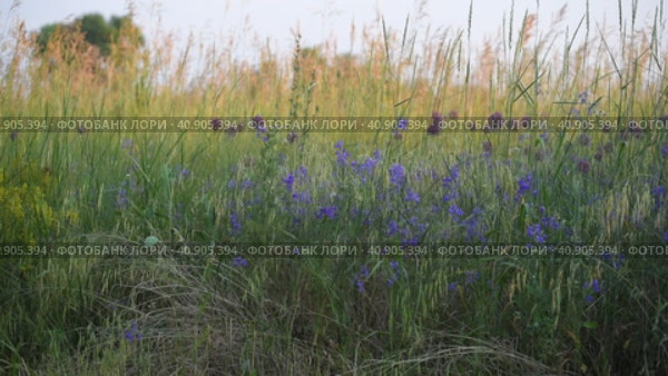 Consolida regalis - annual herbaceous flowering plant in central Russia. Стоковое видео, видеограф Володина Ольга / Фотобанк Лори