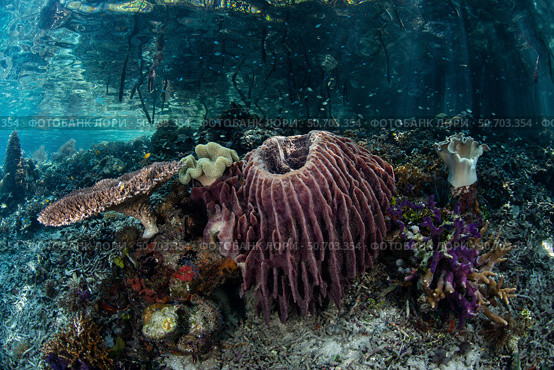 Corals, sponges, and other invertebrates in Raja Ampat, Indonesia. Стоковое фото, фотограф Ethan Daniels/Stocktrek Images / ТАСС / Фотобанк Лори