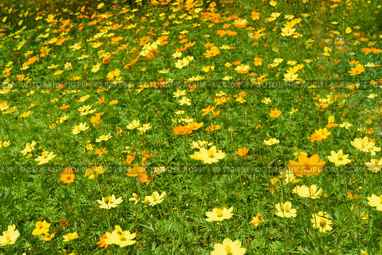 Coreopsis or tickseed flowers growing in Vietnam closeup. Стоковое фото, фотограф Татьяна Терехина / Фотобанк Лори