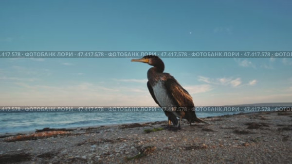 Cormorant perching near shoreline, black sea coast in crimea, moonlit sky highlighting dark waterbird silhouette. Стоковое видео, видеограф Mikhail Davidovich / Фотобанк Лори