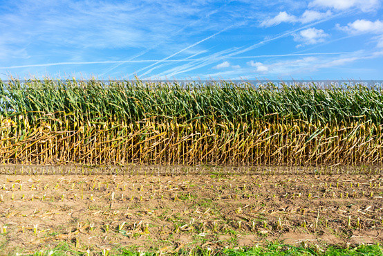 Corn or maize field. Стоковое фото, фотограф Яков Филимонов / Фотобанк Лори