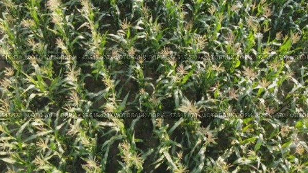 Corn young field. Seedlings planted in a row. Стоковое видео, видеограф Mikhail Davidovich / Фотобанк Лори