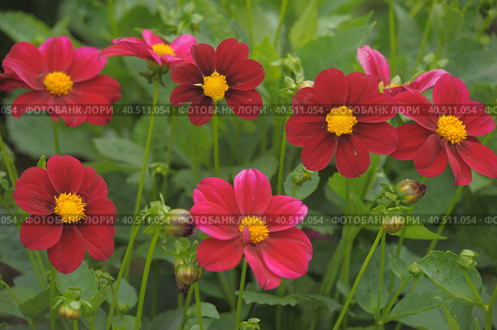Cosmos Bipinnatus; Cosmos Sulphureus. Стоковое фото, фотограф Анна Кривицкая / Фотобанк Лори