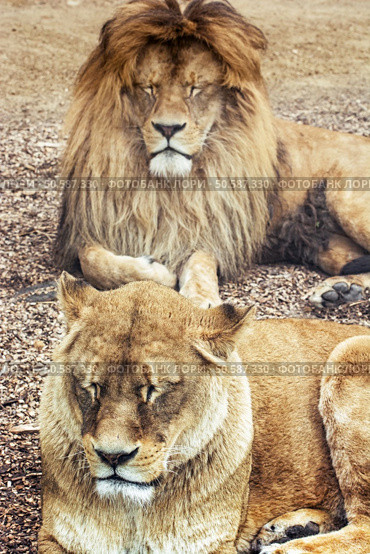 Couple of Barbary lions - Panthera leo leo. Male and female. Atlas lion. Critically endangered species. Стоковое фото, агентство Ingram Publishing / Фотобанк Лори