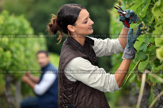 Couple pruning grape vines. Стоковое фото, агентство Ingram Publishing / Фотобанк Лори
