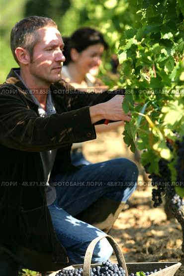 Couple pruning vines. Стоковое фото, агентство Ingram Publishing / Фотобанк Лори