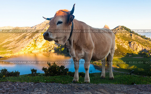 Cow of the Asturian mountain breed sits on a lawn in a national park at sunset. Стоковое фото, фотограф Татьяна Яцевич / Фотобанк Лори