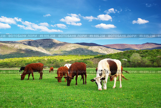 Cow on green meadow. Real nature composition. Стоковое фото, агентство Ingram Publishing / Фотобанк Лори