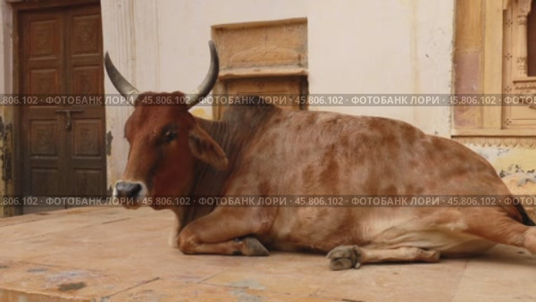 Cow on street in India Constitution of India mandates the protection of cows in Rajasthan, India (2019 год). Стоковое видео, видеограф Андрей Армягов / Фотобанк Лори