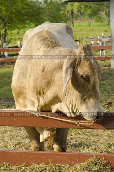 cows at barn stall in farm. Стоковое фото, агентство Ingram Publishing / Фотобанк Лори