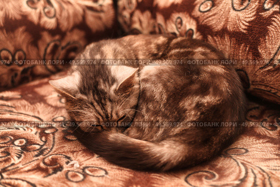 Cozy Cat Curled up on Ornate Couch in Warm Indoor Setting During Daylight. Стоковое фото, фотограф Aleksandr Golubev / Фотобанк Лори
