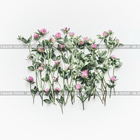 Creative floral layout made of wild flowers on white background. Flat lay, top view, copy space. Flowering red clover , Trifolium pratense. Summer concept. Стоковое фото, агентство Ingram Publishing / Фотобанк Лори