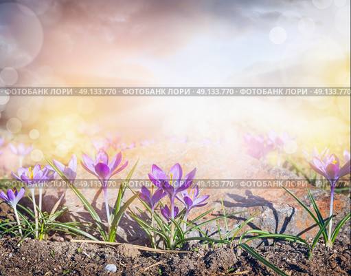 Crocuses glade with  sunlight and bokeh, sprigtime nature background. Стоковое фото, агентство Ingram Publishing / Фотобанк Лори