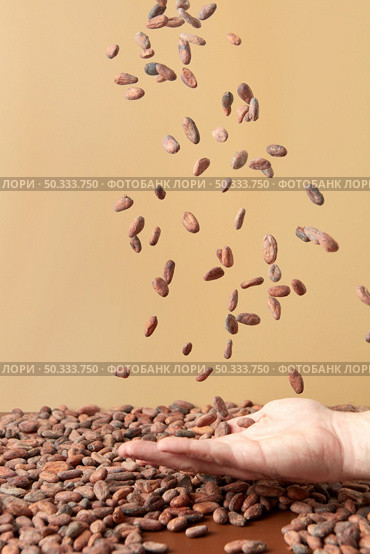 Crop male hand tossing pile of raw unpeeled cocoa beans in air on light brown background. Handful of organic raw beans of cocoa. Стоковое фото, агентство Ingram Publishing / Фотобанк Лори