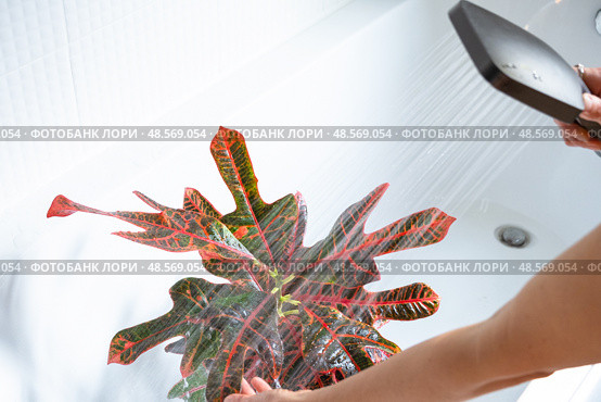 Croton Codium houseplant it stands in bathroom for washing. Care of potted plants, watering, dusting, humidification. Стоковое фото, фотограф Ольга Симонова / Фотобанк Лори