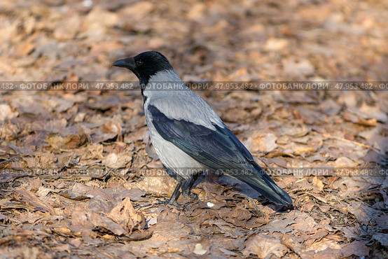 Crow on fallen leaves on a sunny spring day. Стоковое фото, фотограф Argument / Фотобанк Лори
