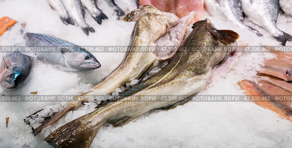 Crumbled ice, carcasses of gutted and decapitated cod fish trunk lie on its surface, close up. Стоковое фото, фотограф Яков Филимонов / Фотобанк Лори